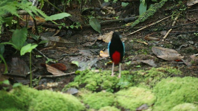 Superb Pitta - ML620661127