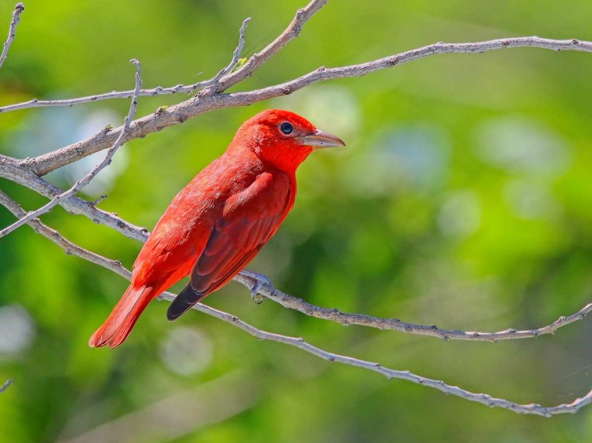 Summer Tanager - ML620661132