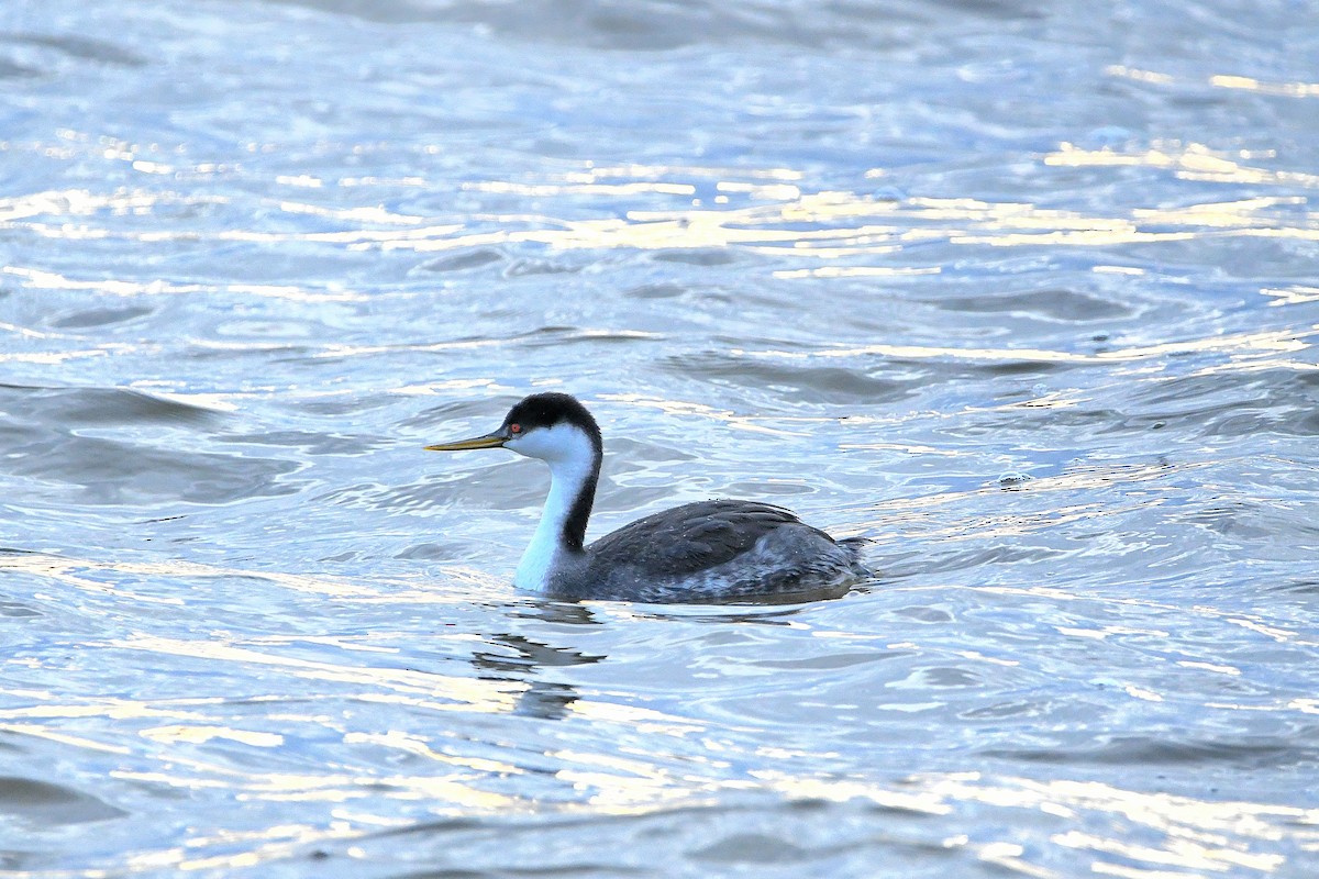 Western Grebe - ML620661134