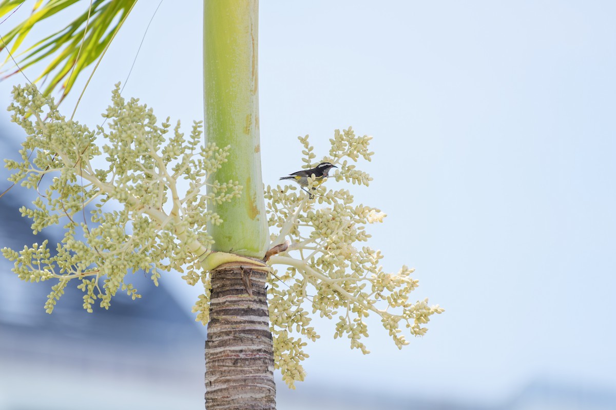 Bananaquit (Greater Antillean) - ML620661135