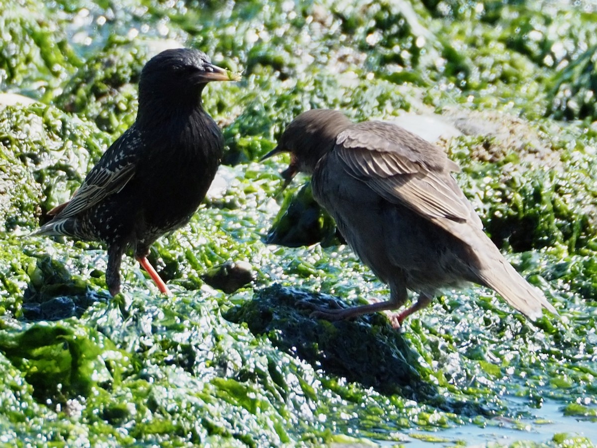 European Starling - ML620661142