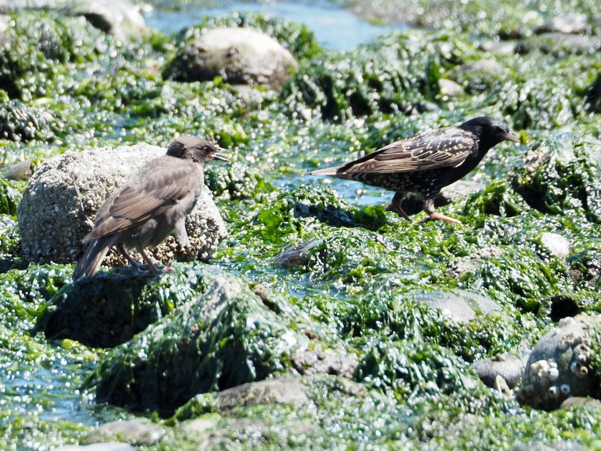 European Starling - ML620661148