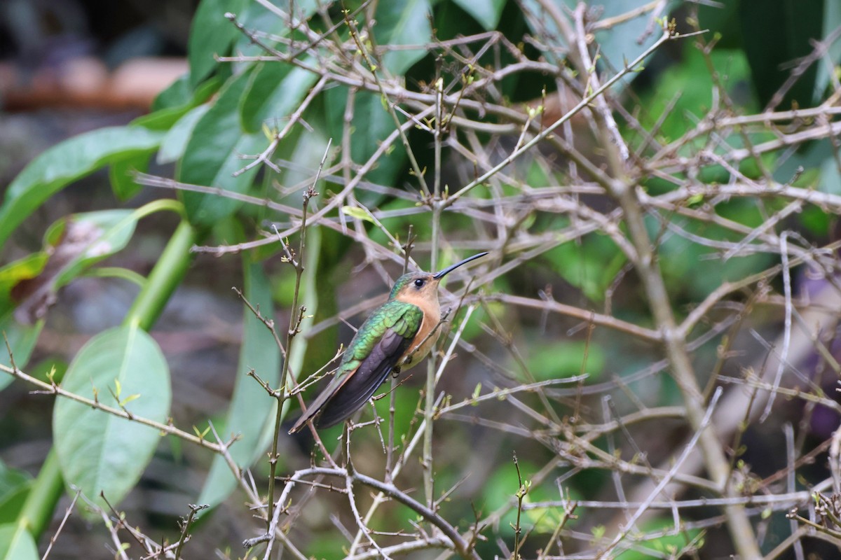 kolibřík pestroocasý - ML620661152