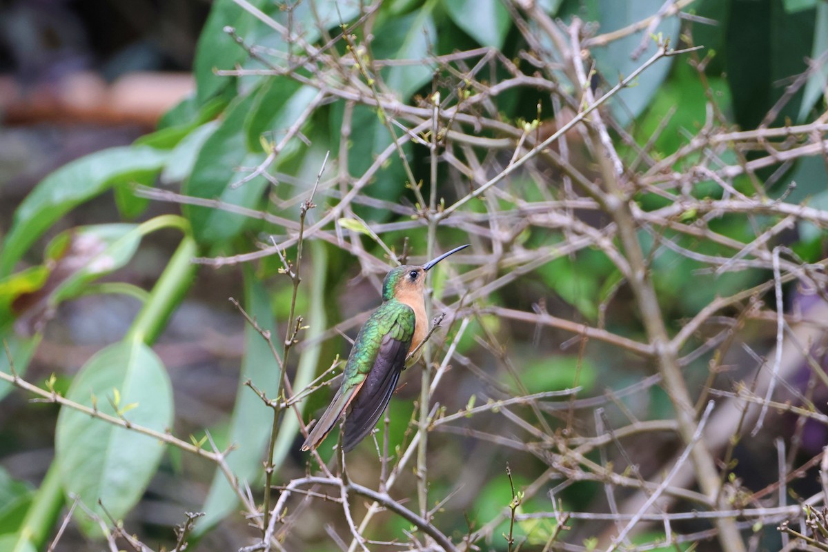 Rufous Sabrewing - ML620661153