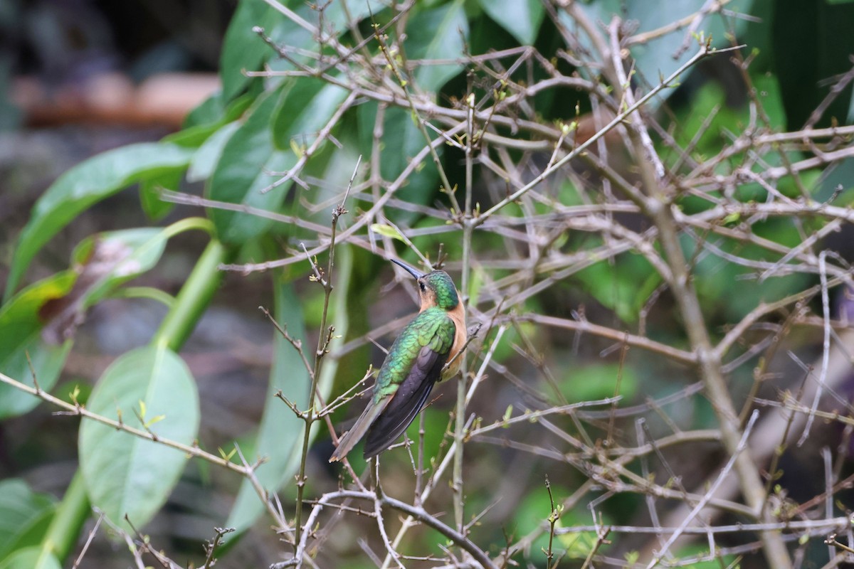 Colibrí Rojizo Mexicano - ML620661154