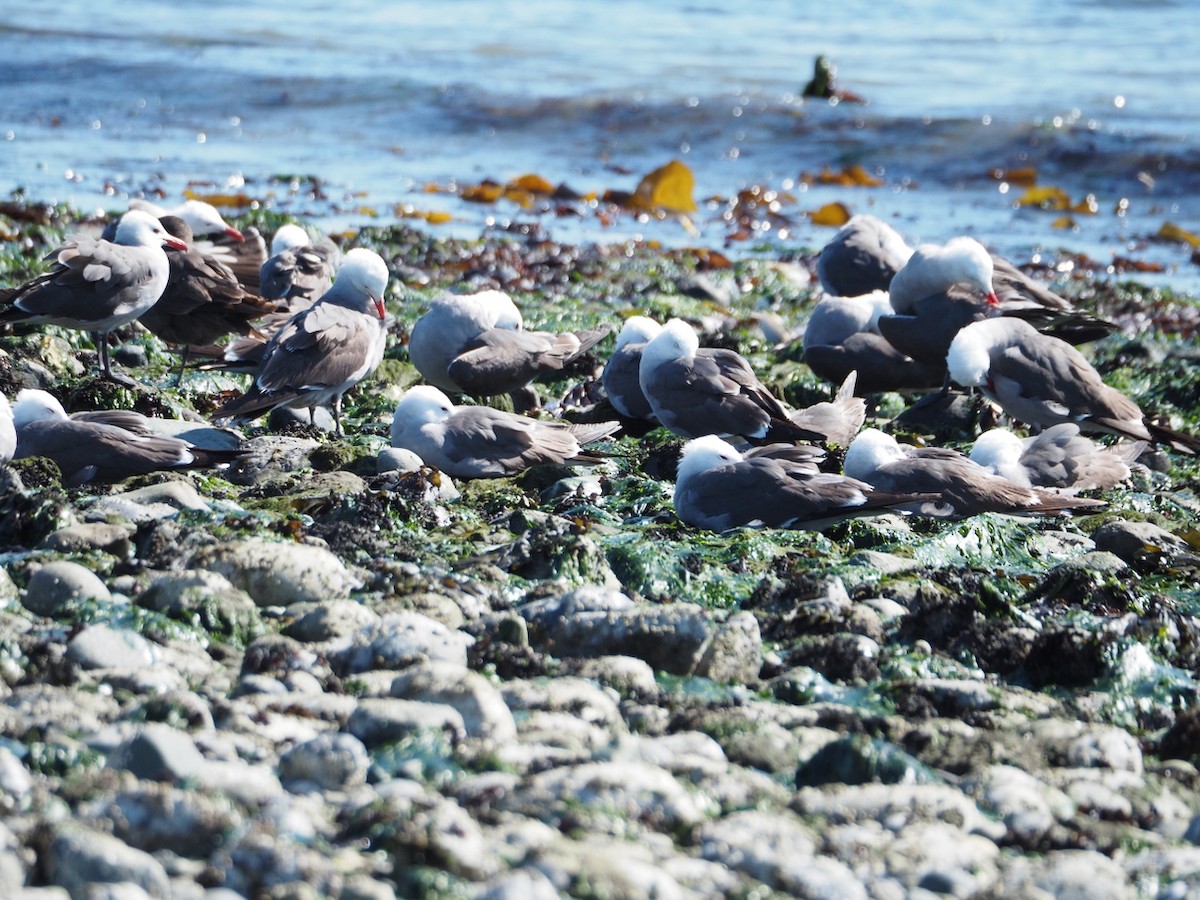 Heermann's Gull - ML620661161