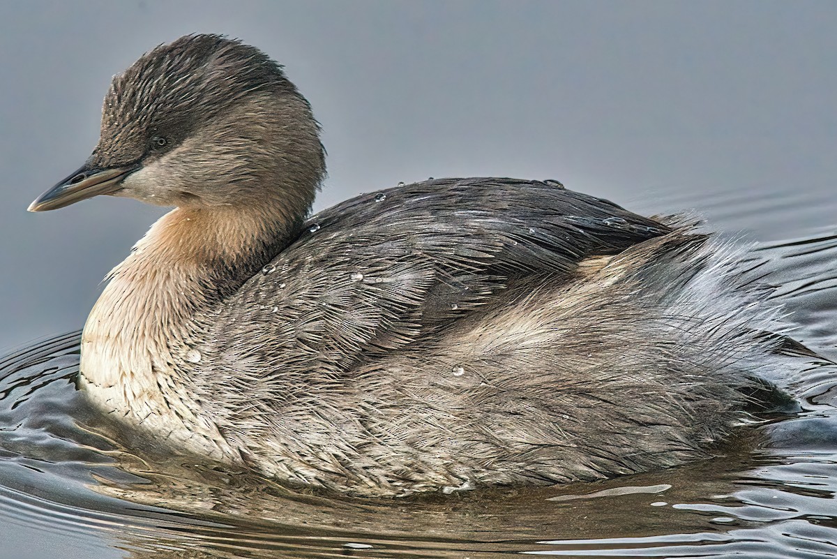 Hoary-headed Grebe - ML620661164