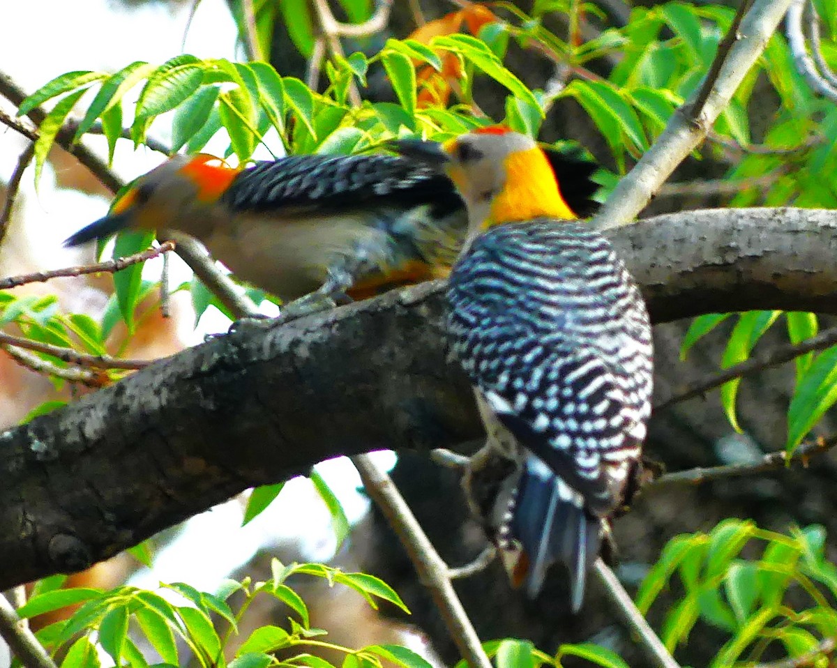 Golden-fronted Woodpecker - ML620661171
