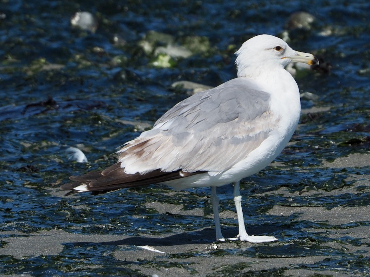 Gaviota Californiana - ML620661172