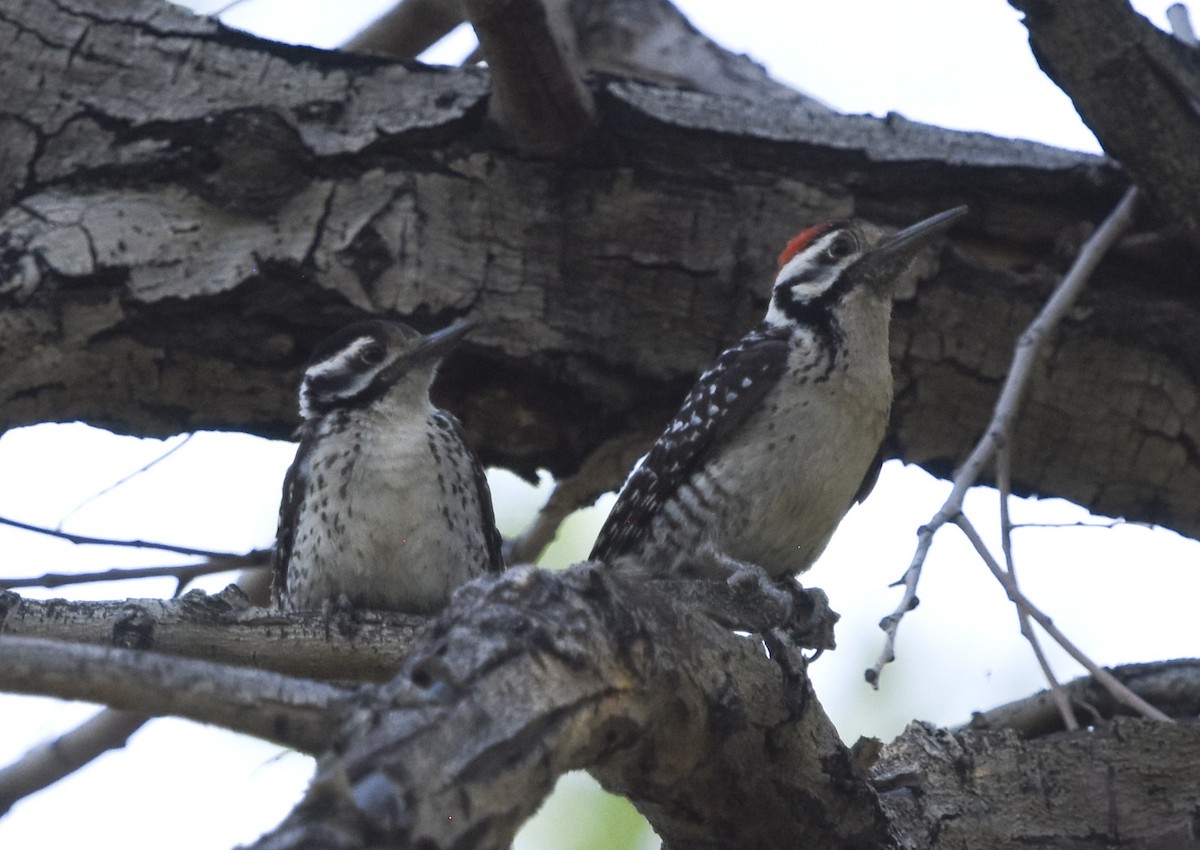 Ladder-backed Woodpecker - ML620661174