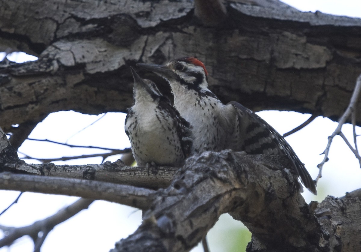 Ladder-backed Woodpecker - ML620661175