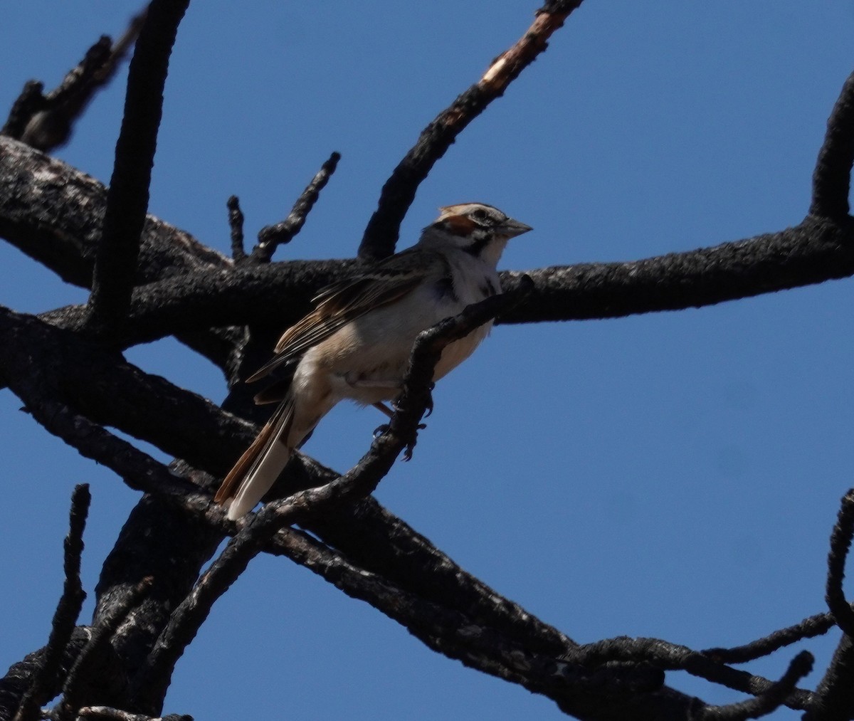 Chingolo Arlequín - ML620661178