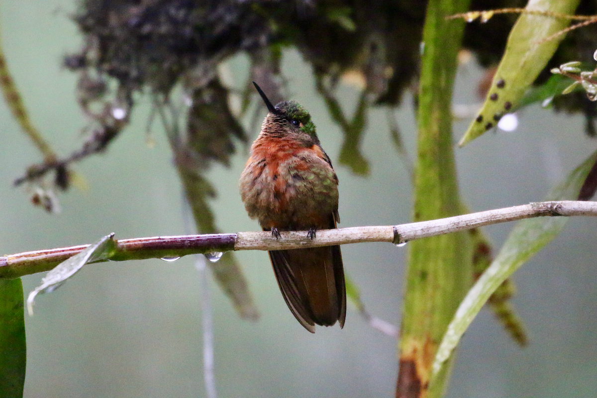 Colibrí Pechirrojo - ML620661179