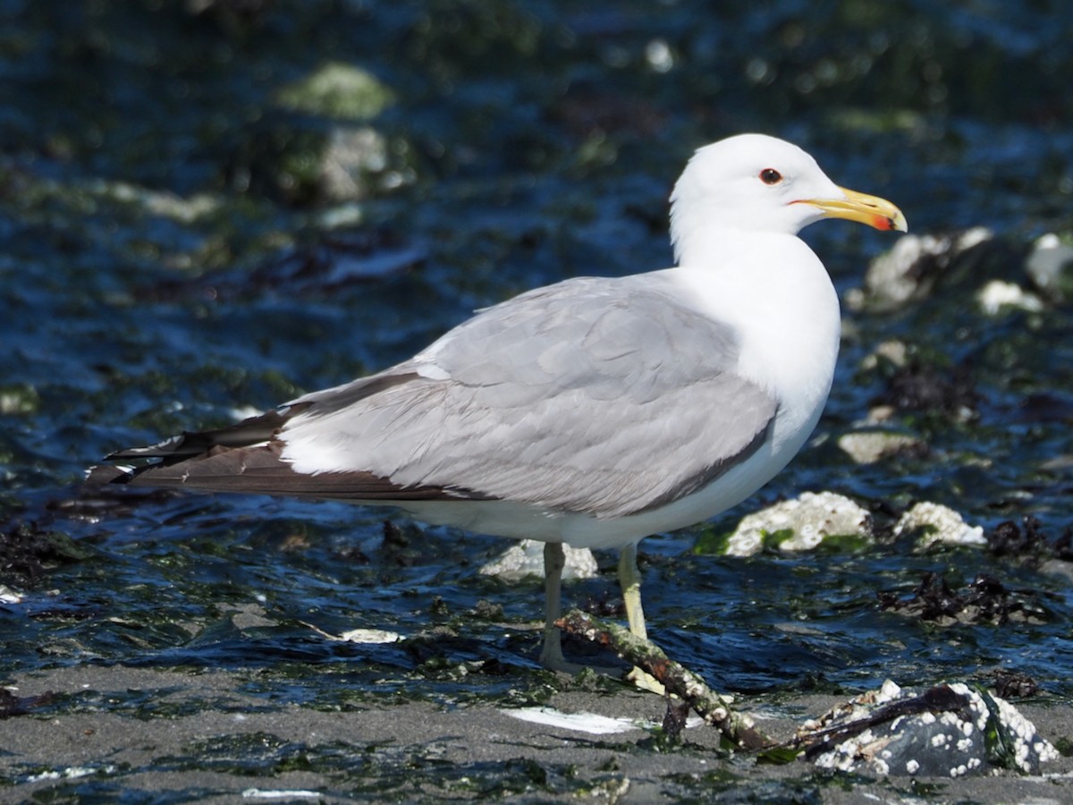 Gaviota Californiana - ML620661182