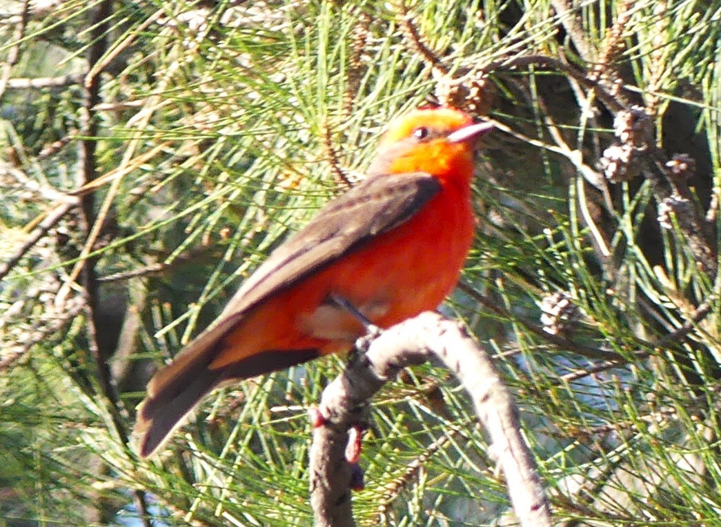 Vermilion Flycatcher - ML620661183