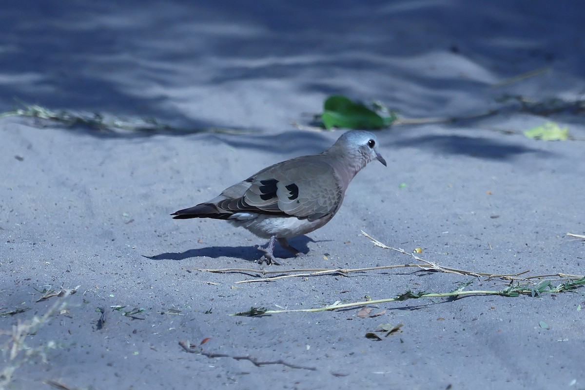 Emerald-spotted Wood-Dove - ML620661190