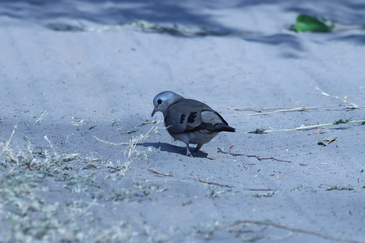 Emerald-spotted Wood-Dove - ML620661191