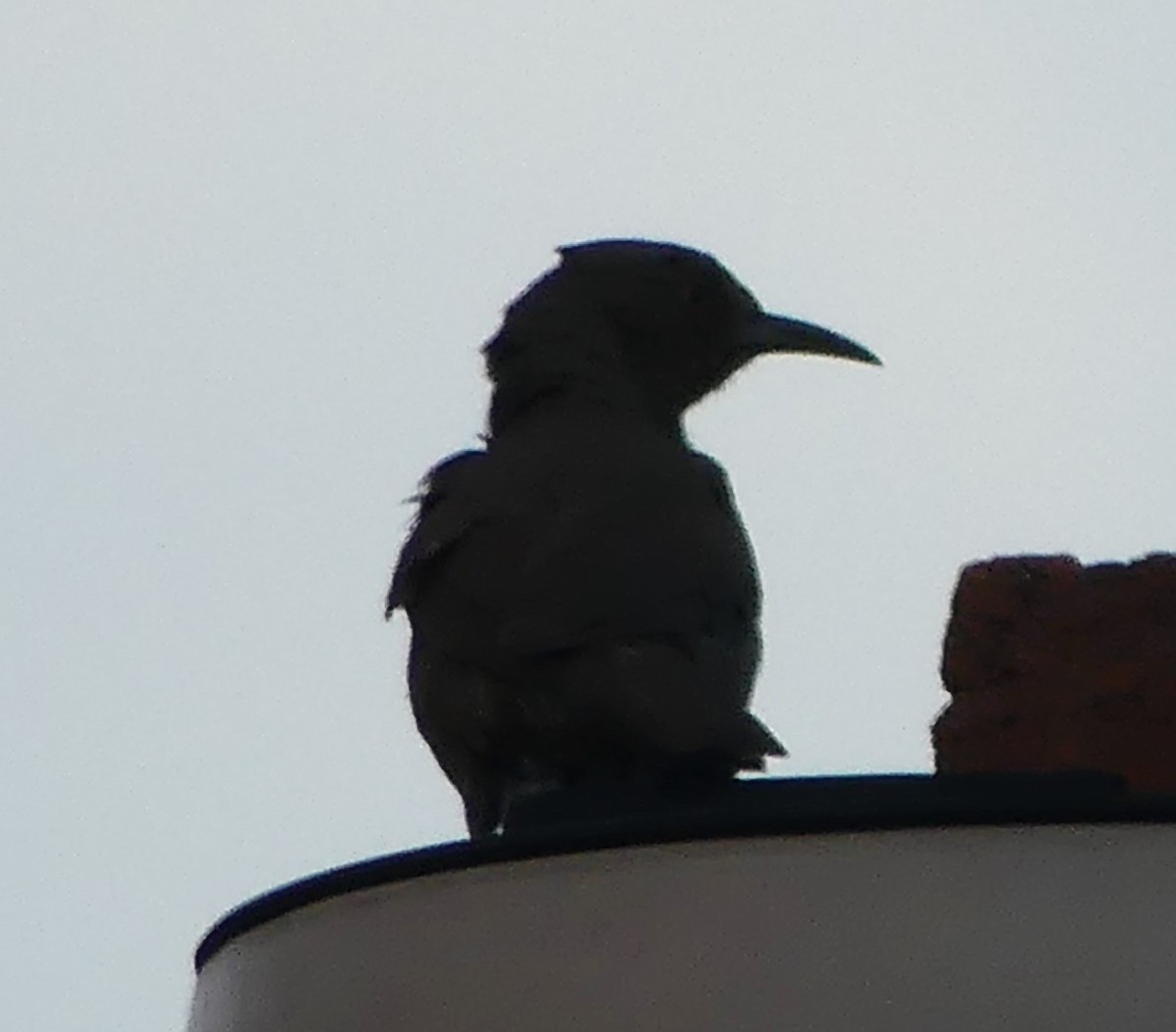 Curve-billed Thrasher - ML620661193