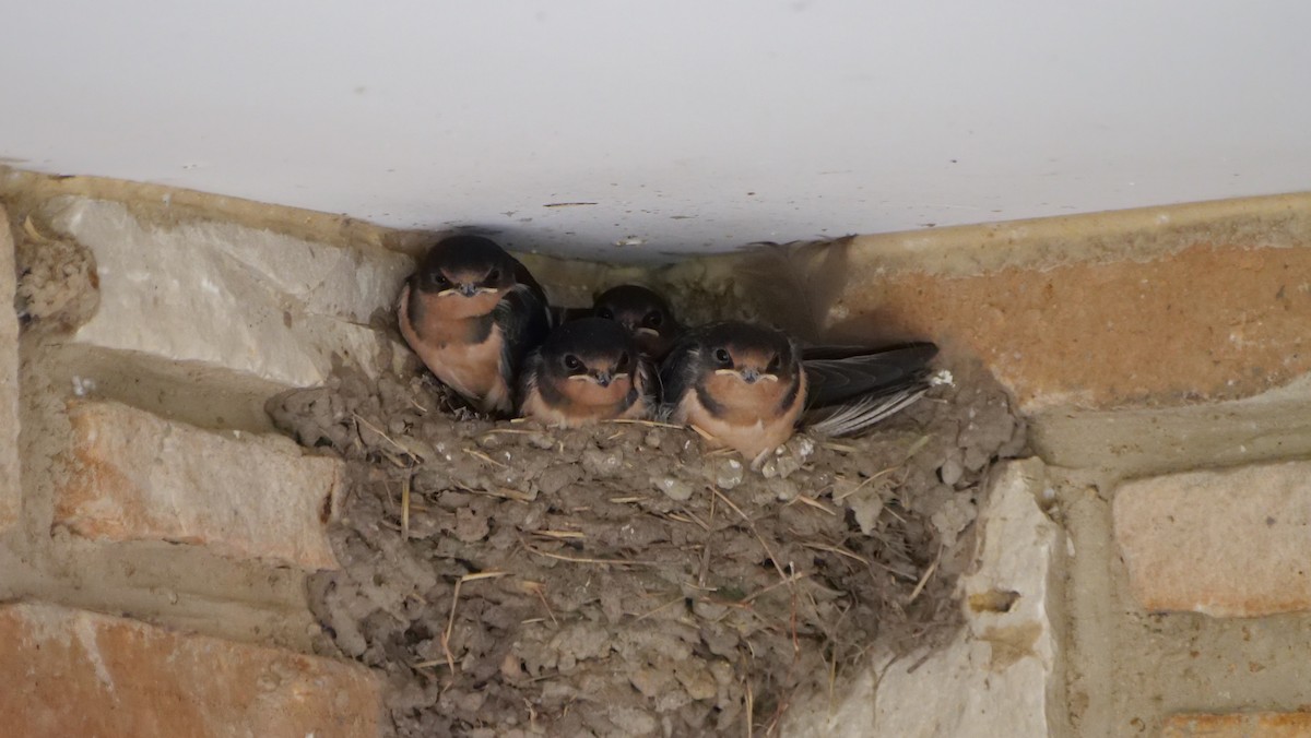 Barn Swallow - ML620661195