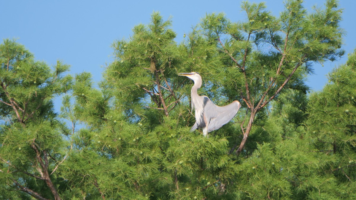 Great Blue Heron - ML620661202