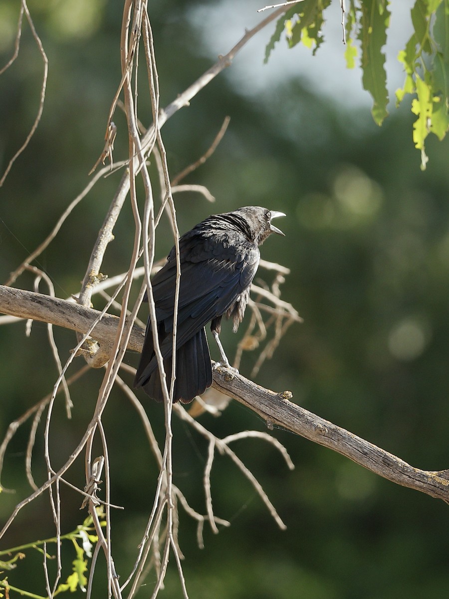 American Crow - ML620661203