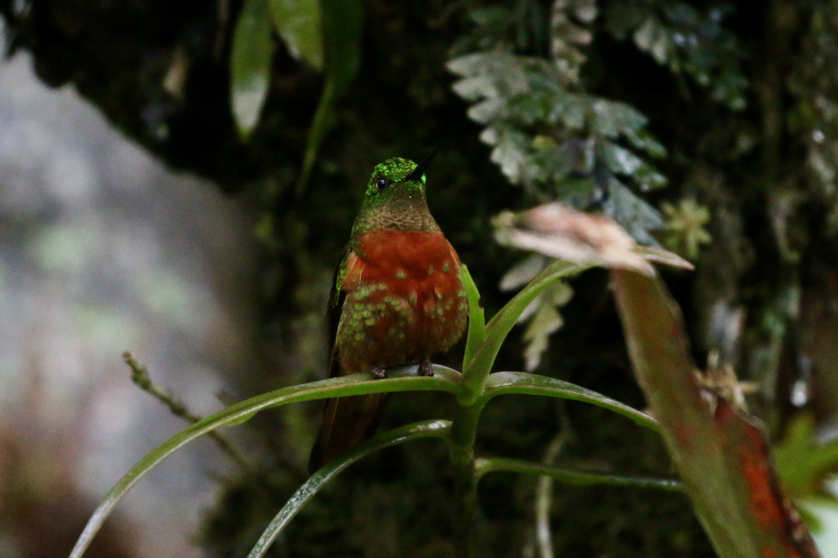 Chestnut-breasted Coronet - ML620661206