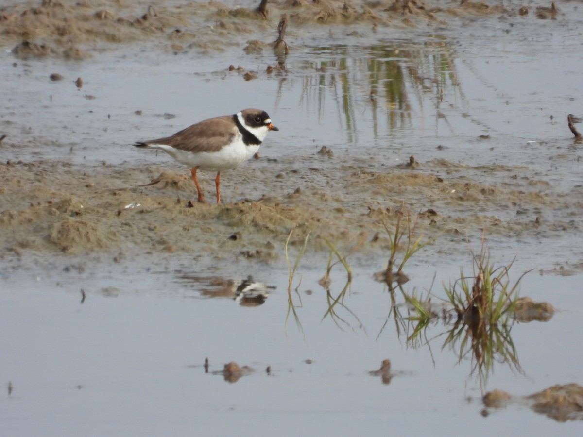 Semipalmated Plover - ML620661208