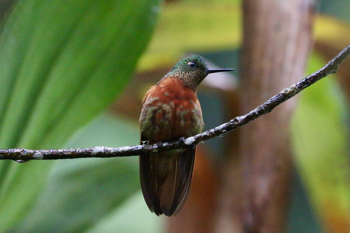 Chestnut-breasted Coronet - ML620661211