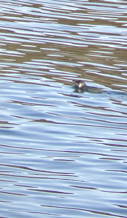 コビトペンギン - ML620661213