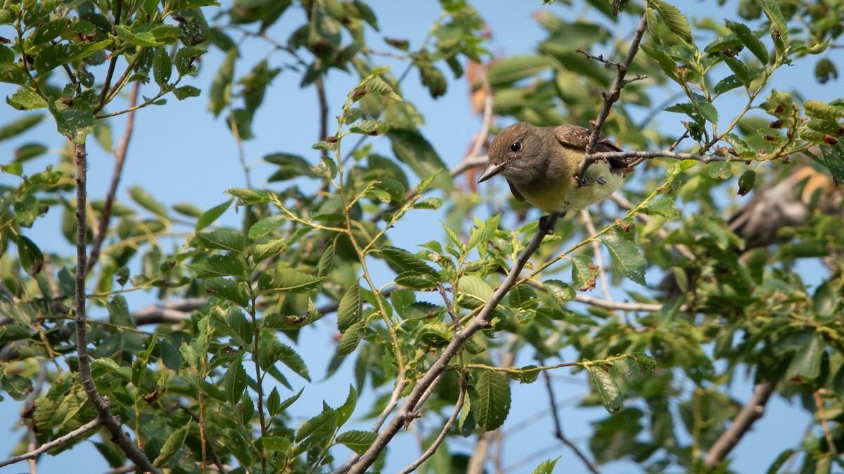 Great Crested Flycatcher - ML620661218