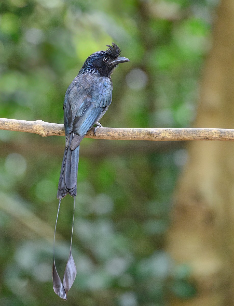 Greater Racket-tailed Drongo - ML620661228