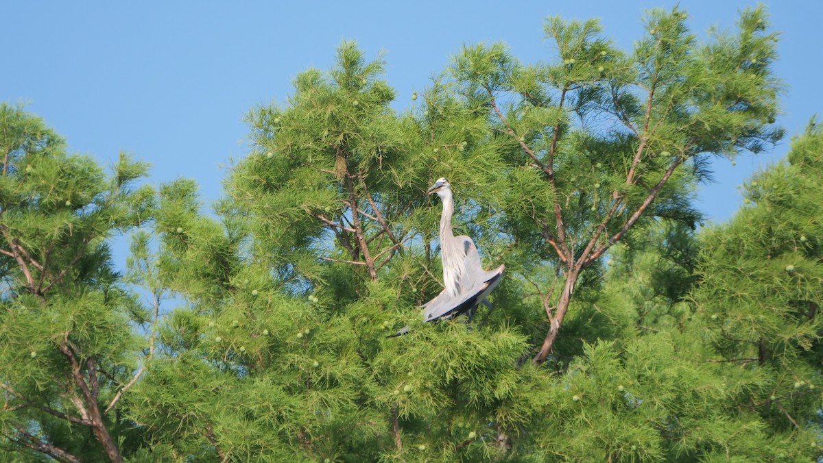 Great Blue Heron - ML620661232