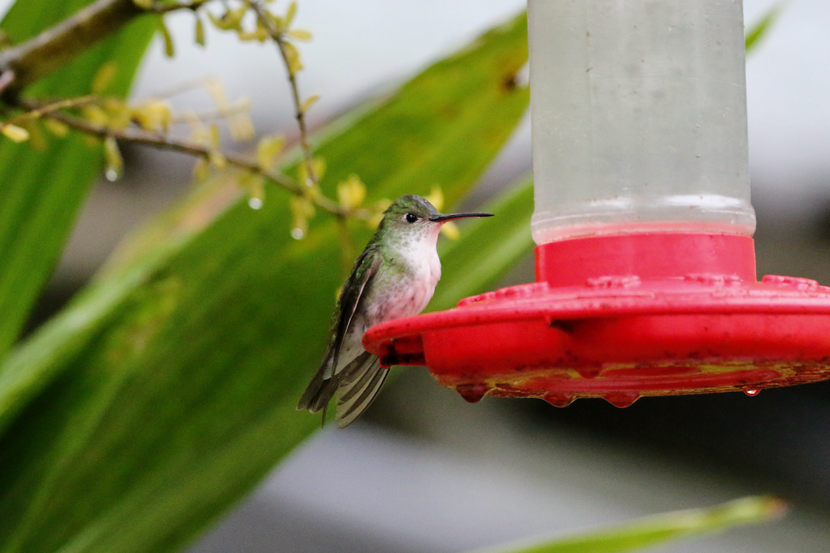 Green-and-white Hummingbird - ML620661234