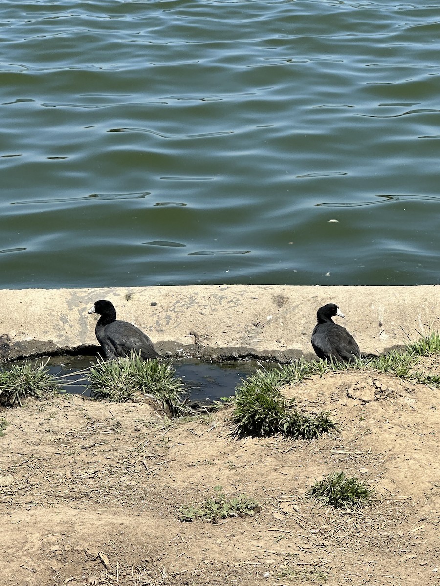 American Coot - ML620661235