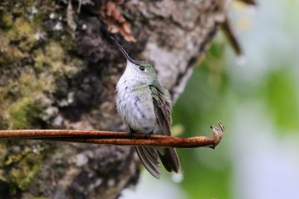 Green-and-white Hummingbird - ML620661236
