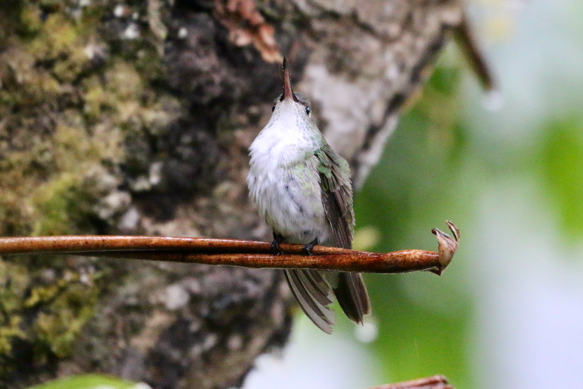 Green-and-white Hummingbird - ML620661237