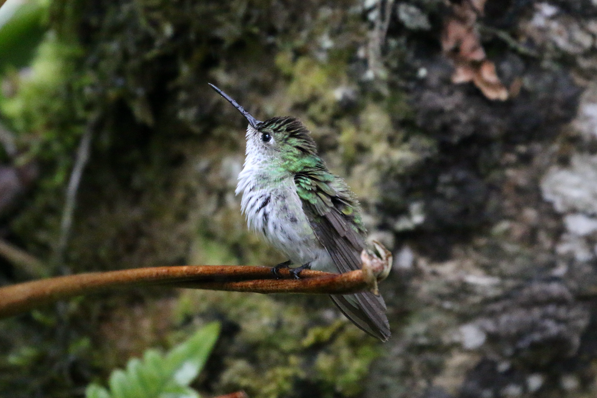 Green-and-white Hummingbird - ML620661238