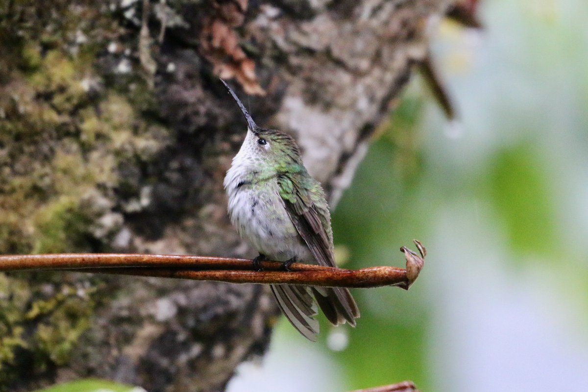 Green-and-white Hummingbird - ML620661240