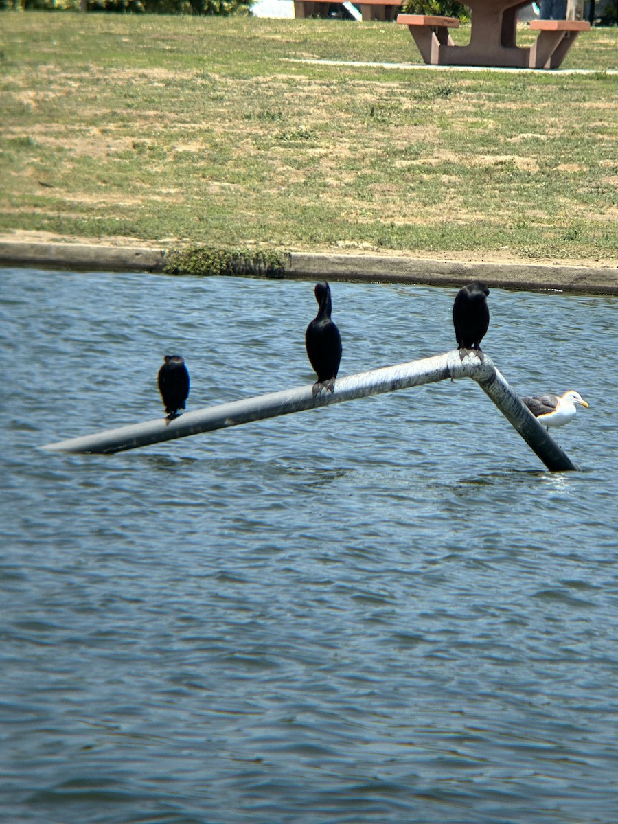 Double-crested Cormorant - ML620661243