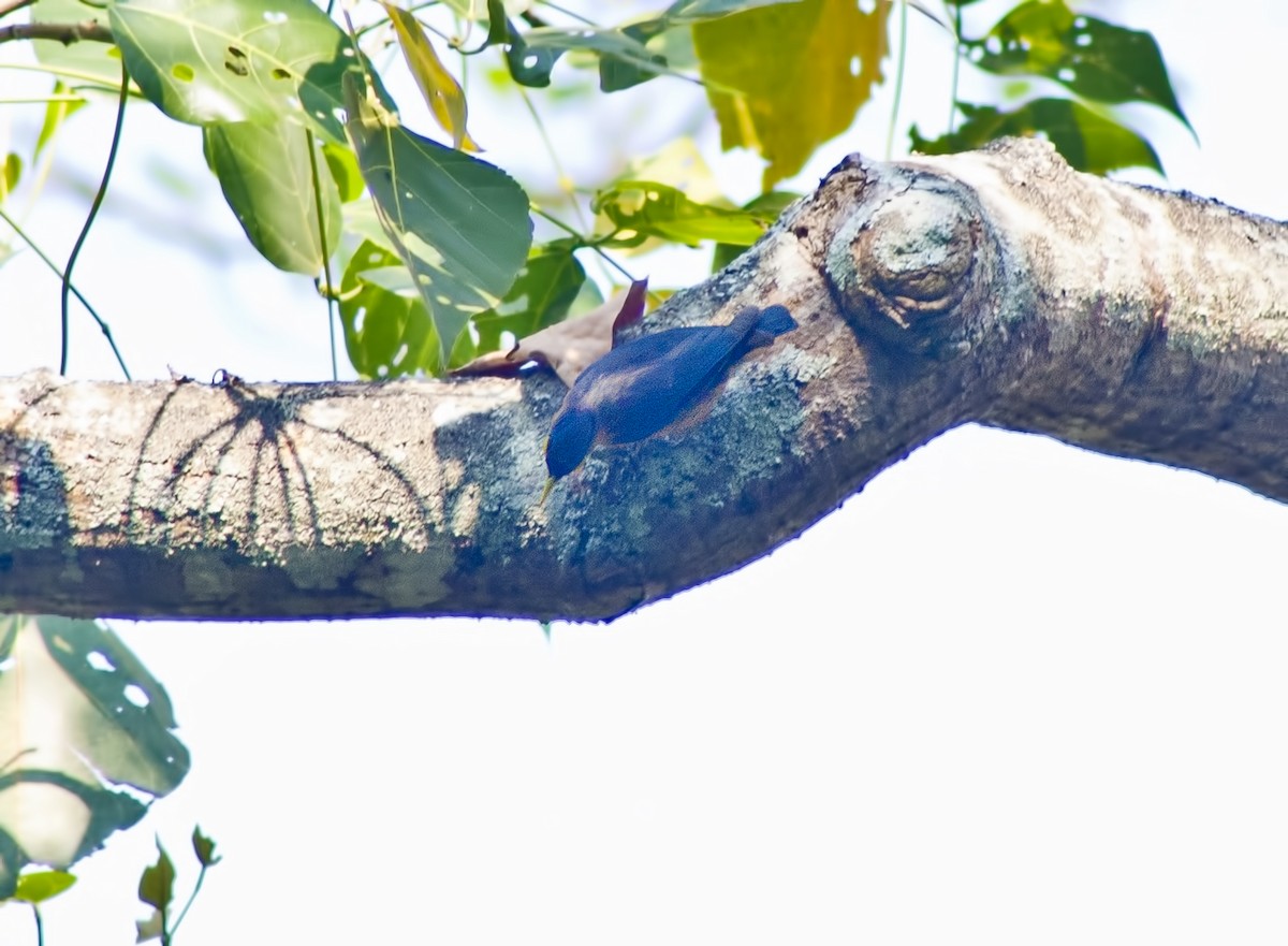 Sulphur-billed Nuthatch - ML620661245