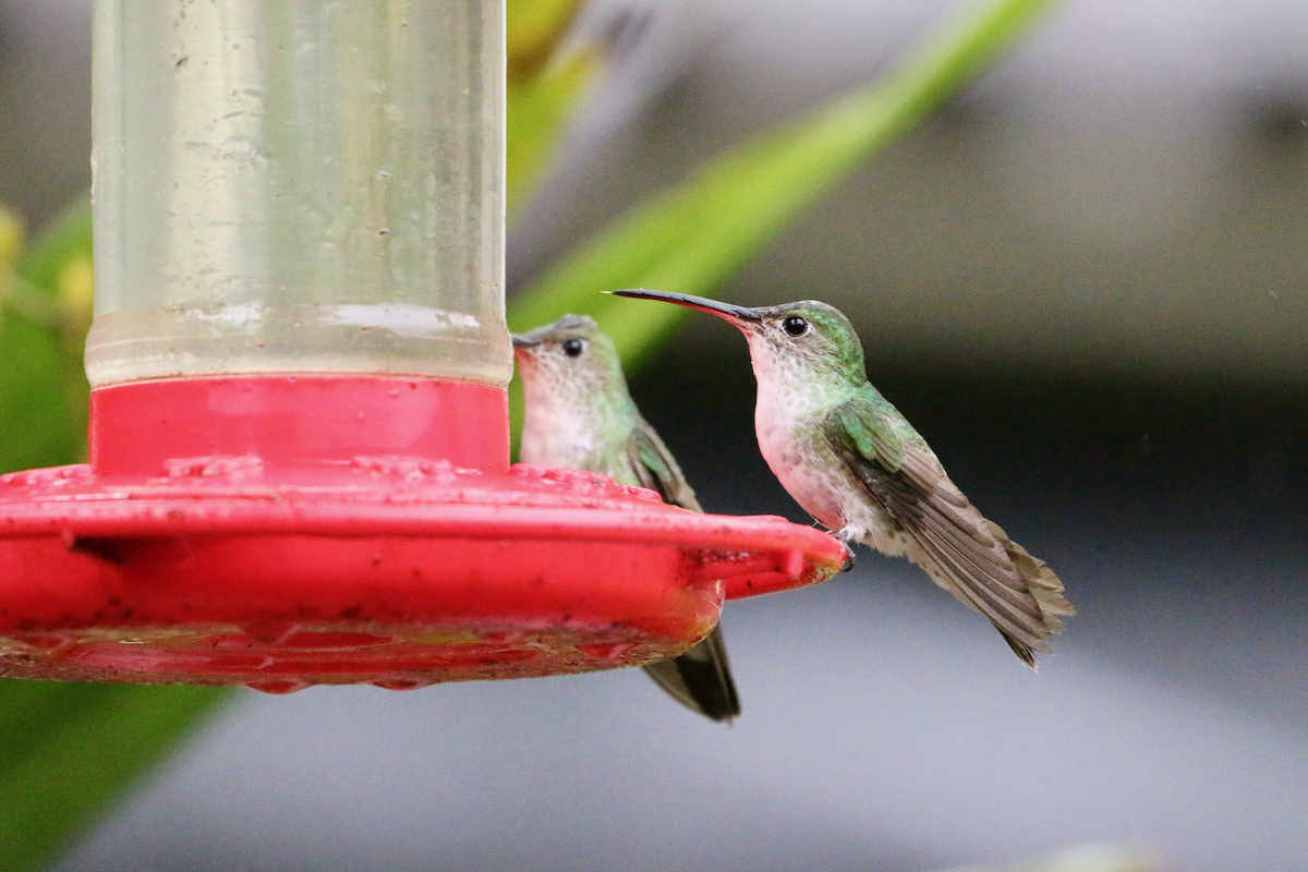 kolibřík zelenobílý - ML620661246