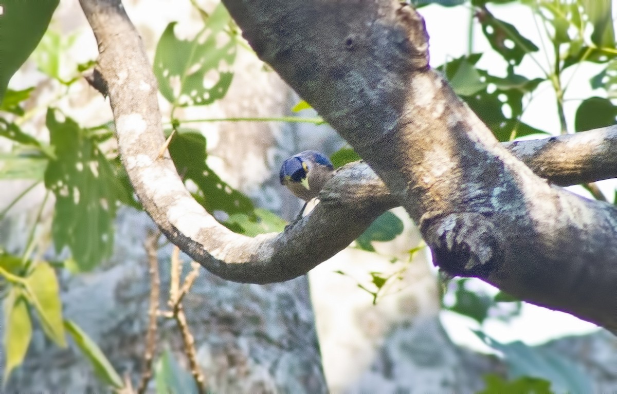 Sulphur-billed Nuthatch - ML620661248