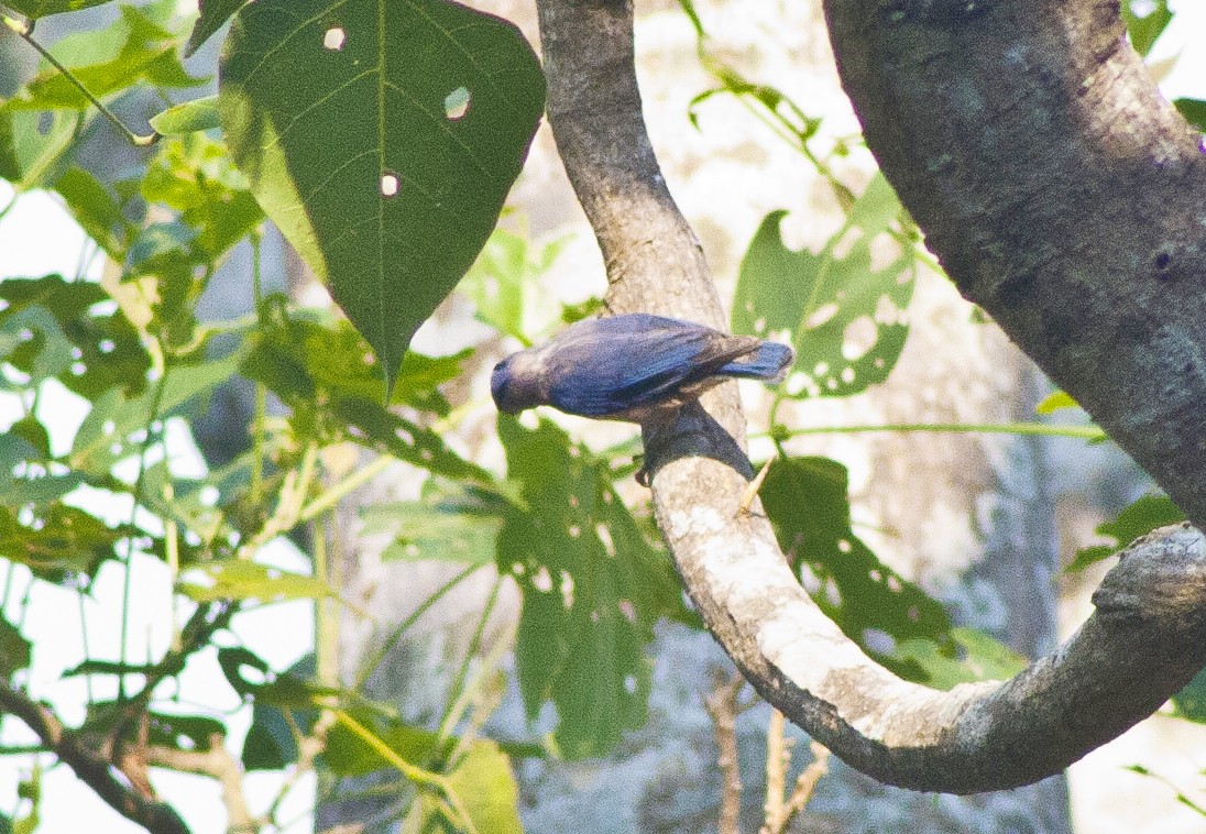 Sulphur-billed Nuthatch - ML620661249