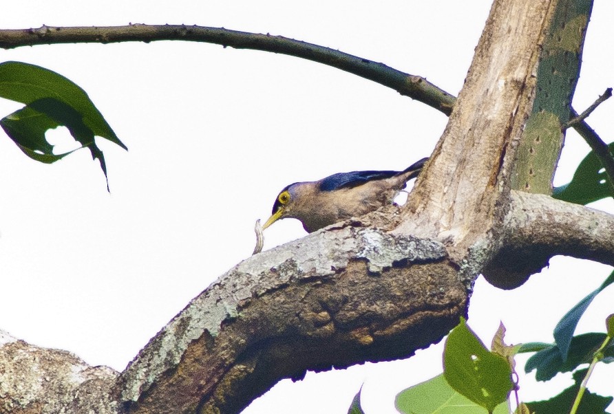 Sulphur-billed Nuthatch - ML620661253