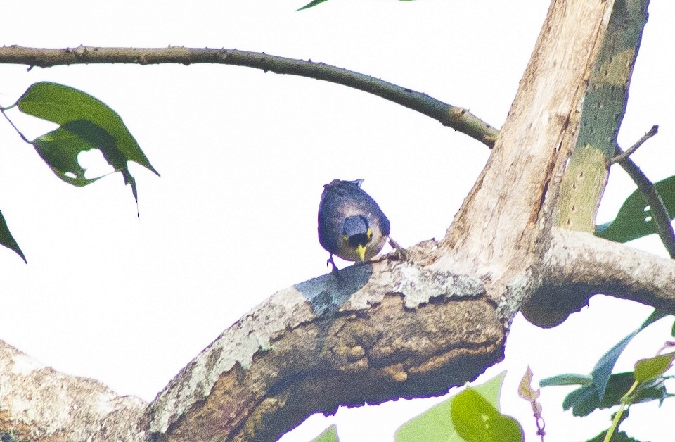 Sulphur-billed Nuthatch - ML620661255