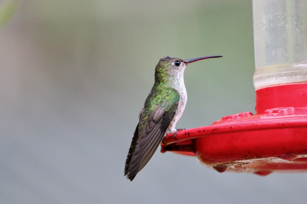 kolibřík zelenobílý - ML620661256