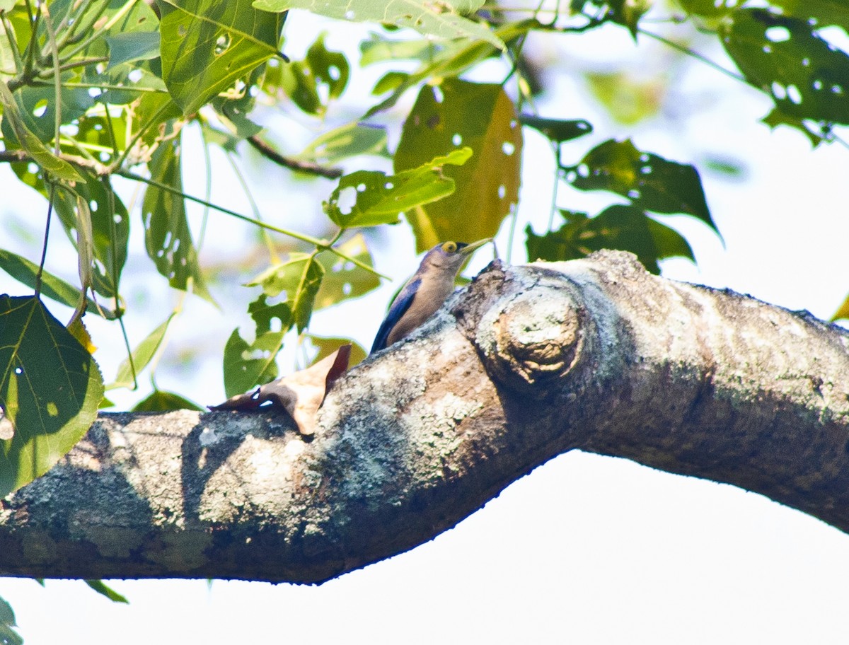 Sulphur-billed Nuthatch - ML620661259