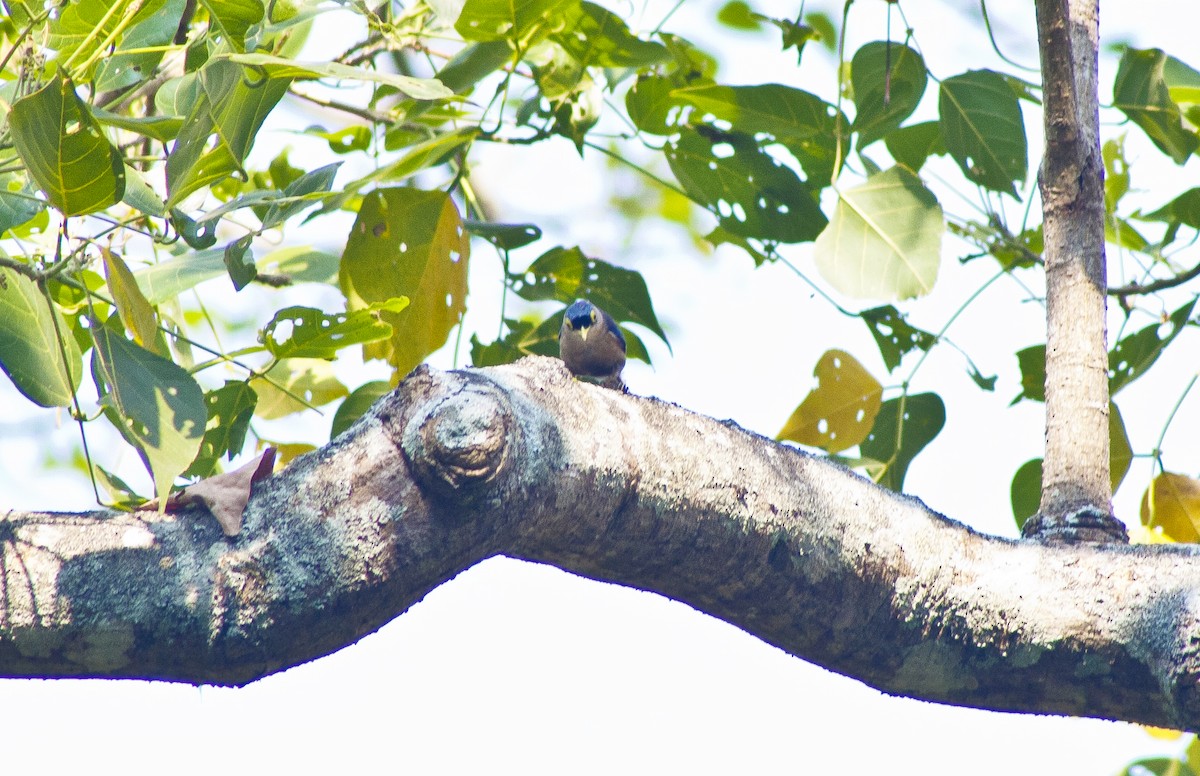 Sulphur-billed Nuthatch - ML620661260