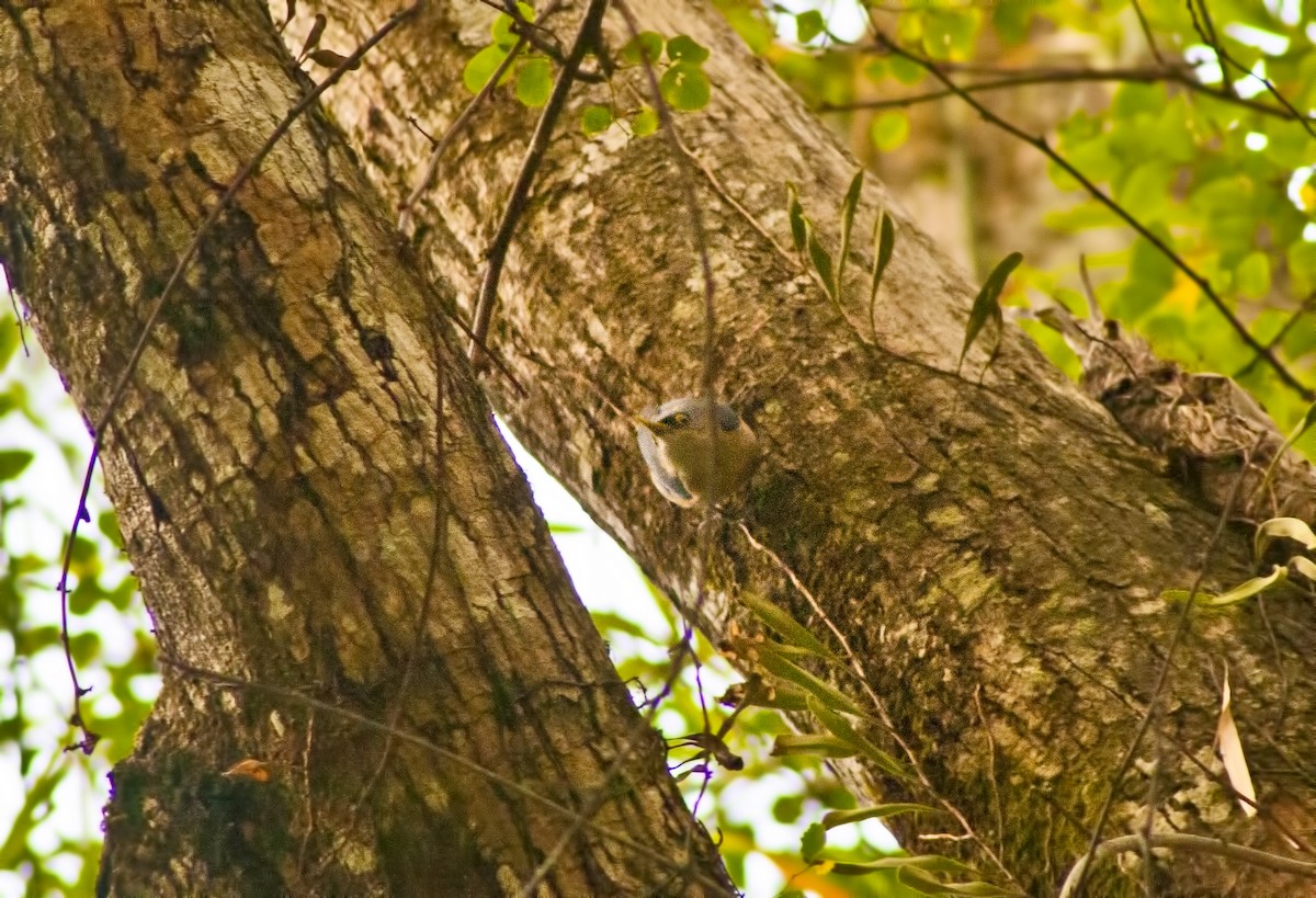 Sulphur-billed Nuthatch - ML620661261