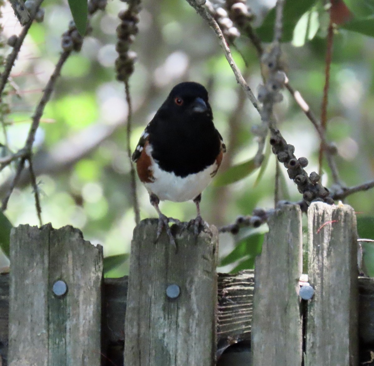 Spotted Towhee - ML620661267